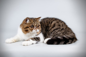 Exotic cat on colored backgrounds