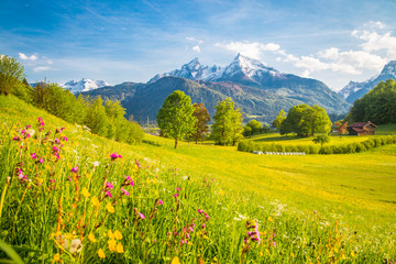 Fototapeta na wymiar Idyllic mountain scenery in the Alps with blooming meadows in springtime