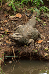 caiman in the amazon rainforest, ecuador