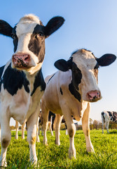 Holstein cows portrait