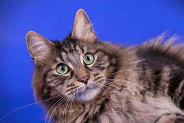 Kurilian bobtail cat on colored backgrounds