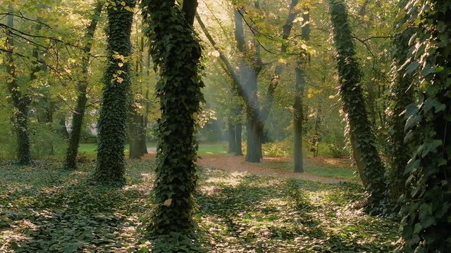 Beautiful old trees in autumn park. Morning fall scene with rays of light shining through leaves. Ancient majestatic forest overgrown by ivy. Sun in background through branches, leaf falling down