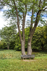 bench in the park by the tree