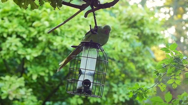 Green parrakeet getting food in nature slow motion