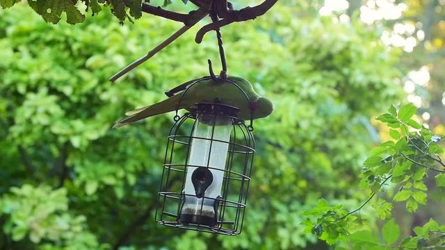 Green parrakeet getting food in nature slow motion