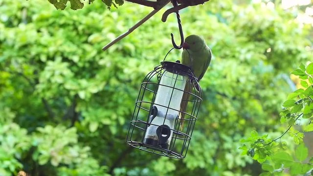 Green parrakeet getting food in nature slow motion
