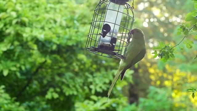 Green parrakeet getting food in nature slow motion