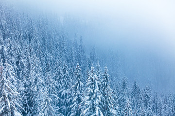 Fototapety  Piękny zimowy krajobraz, pokryty śniegiem las świerkowy