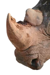 Papier Peint photo Lavable Rhinocéros Rhino head close up isolated on white