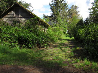 Fototapeta na wymiar Overgrown shack