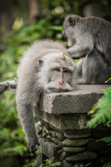 Macaque monkey family grooming and relaxing in secret monkey forest