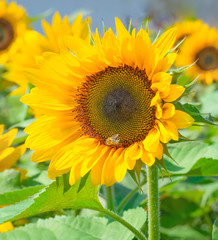 Bee on a sunflower