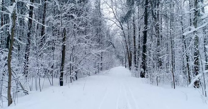 winter forest footpath