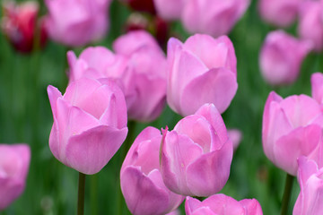 Obraz premium pink tulips