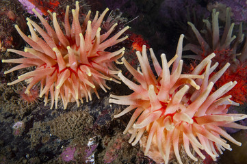 Naklejka na ściany i meble Northern Red Anemone underwater in the St. Lawrence Estuary