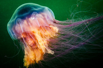 Lion's Mane drifting underwater in the gulf of st.Lawrence