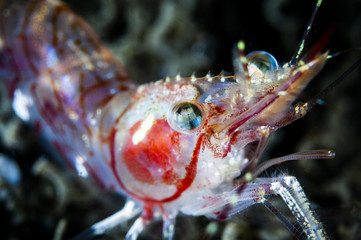 Striped pink shrimp underwater in the St. Lawrence Estuary in Canada