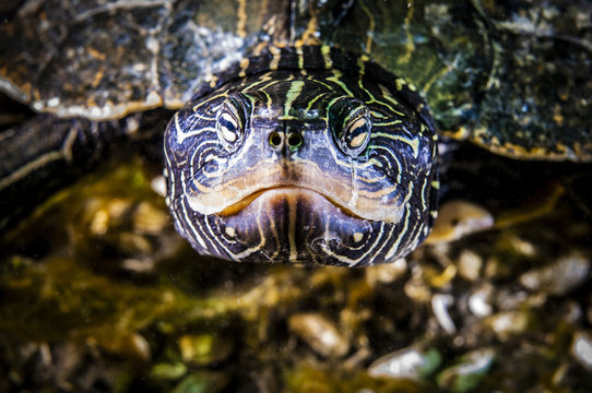 Northern Map Turtle underwater in the St.Lawrence River