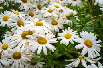 Annual Daisy Fleabane Flowers