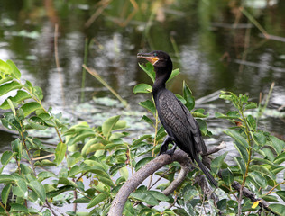 A Comorant suns in a tree in the Florida Everglades on October15, 2018