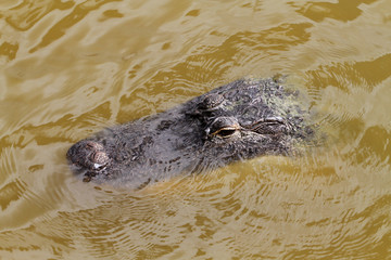 An alligator wades in a lake in the Florida Everglades on October15, 2018