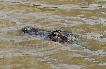 An alligator wades in a lake in the Florida Everglades on October15, 2018