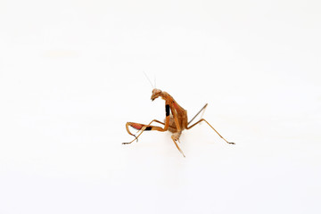 A mantis on a white background