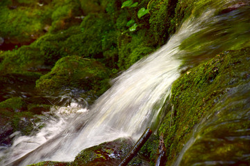 Obraz premium waterfall in forest