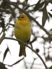 Botón de oro (Sicalis flaveola)
