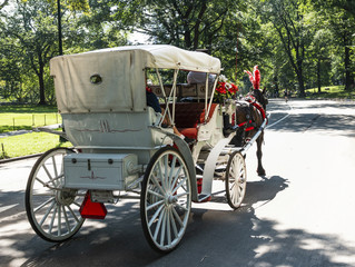 Fototapeta na wymiar Horse drawn carriage inn central park