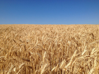 Fields of Wheat