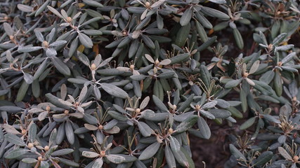 background of green leaves