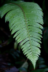 Sword Fern 