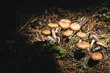 Close-up Edible mushrooms of honey agarics in a coniferous forest. Group of mushrooms in the natural environment