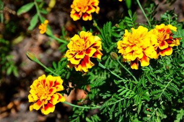 Bright orange flowers are marigolds in early autumn.