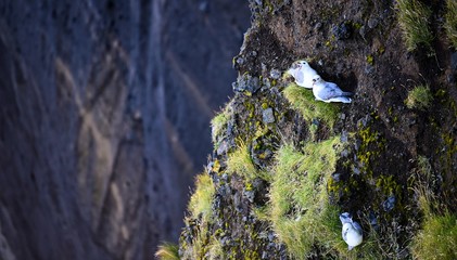 Naklejka premium Angry seagulls protecting their nests on a cliff in southern Iceland