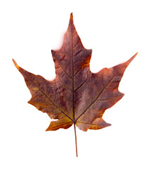 Read Single Colored Fall Leaf on a White Background