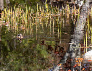 Duck in water with autumn colours.
