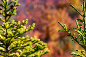 Autumn landscape in Nova Scotia Canada, blurred backgrounds, sharp foregrounds.