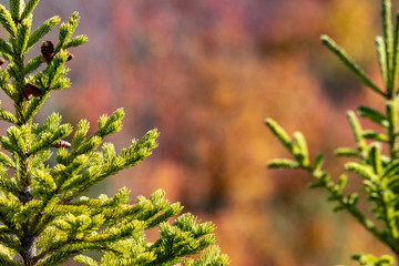 Autumn landscape in Nova Scotia Canada, blurred backgrounds, sharp foregrounds.