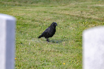 Obraz premium Crows feeding in Fort Massey military cemetery in Halifax, autumn colours.