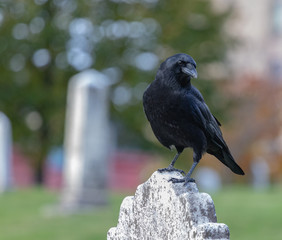 Crows feeding in Fort Massey military cemetery in Halifax, autumn colours.