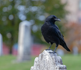 Crows feeding in Fort Massey military cemetery in Halifax, autumn colours.