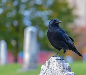 Crows feeding in Fort Massey military cemetery in Halifax, autumn colours.