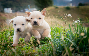 仲良しな犬たち