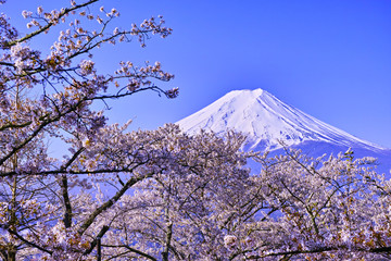 新倉山ハイキングコースから見る満開の桜と富士山

