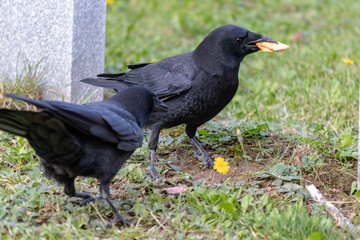 Crows feeding in Fort Massey military cemetery in Halifax, autumn colours.