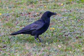Crows feeding in Fort Massey military cemetery in Halifax, autumn colours.