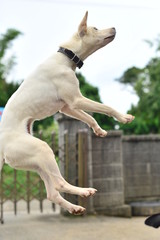 びっくりして飛んだ犬