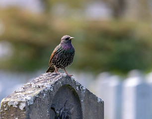 Starling on headstone in cemetery closeup, autumn.